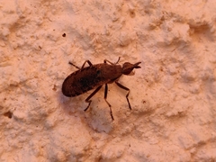 Euthycera cribrata