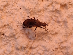 Euthycera cribrata