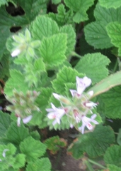 Pelargonium vitifolium