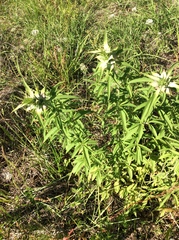 Monarda × medioides