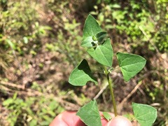 Chenopodium robertianum