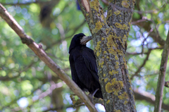 Corvus frugilegus