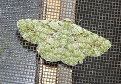 Aeolochroma viridicata