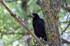 Corvus frugilegus