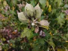 Hibiscus syriacus