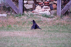 Corvus frugilegus
