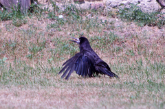 Corvus frugilegus
