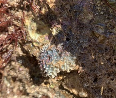 Dysideidae