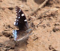Charaxes guderiana guderiana