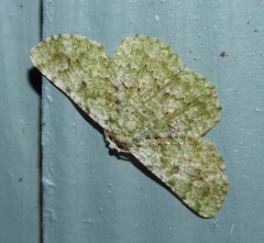 Aeolochroma viridicata