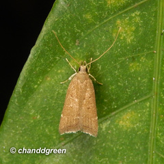 Torodora gemella