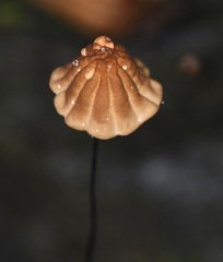 Cryptomarasmius