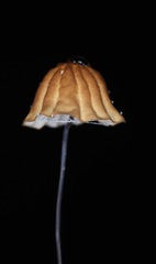 Cryptomarasmius