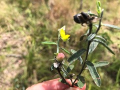 Crotalaria montana