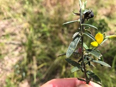 Crotalaria montana