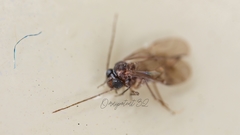Peripsocidae