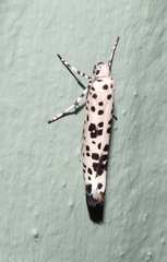 Yponomeuta pustulellus