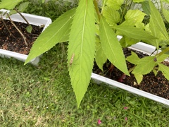 Leptocorisa biguttata