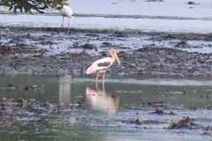 Mycteria leucocephala