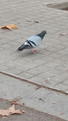 Columba livia