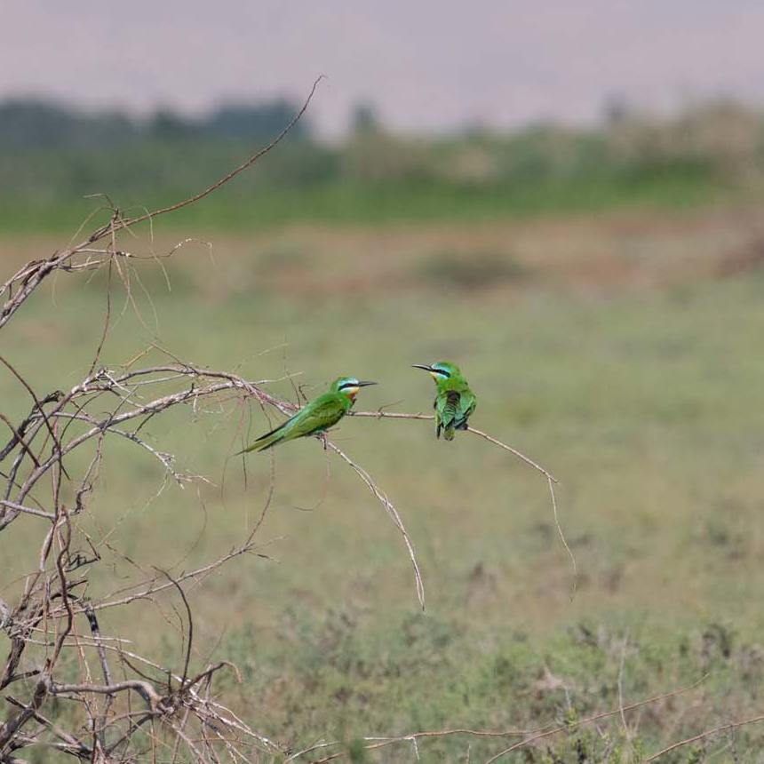 Blue-cheeked Bee-eater