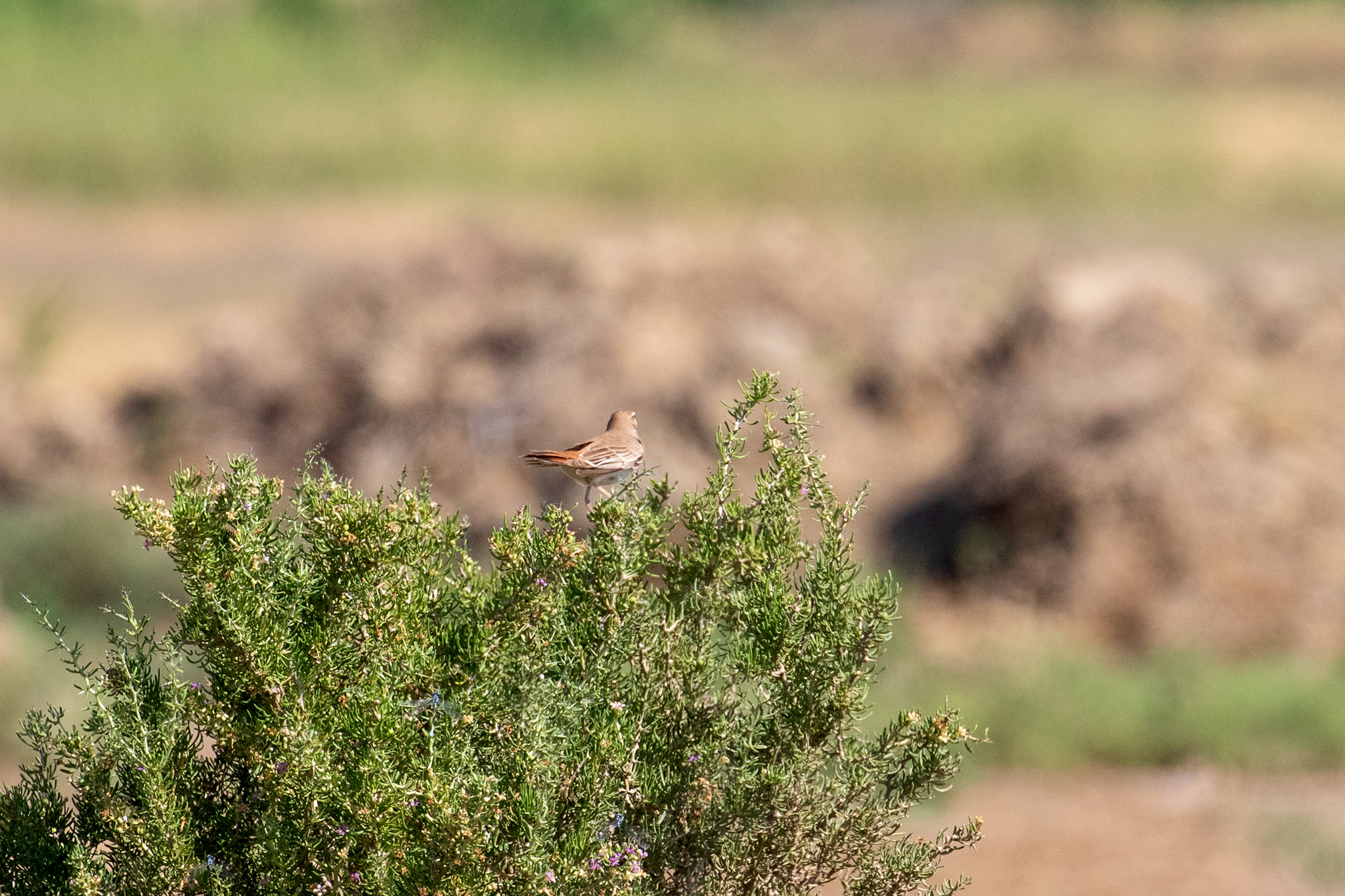 Rufous-tailed Scrub Robin