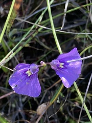 Utricularia beaugleholei