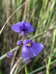 Utricularia beaugleholei