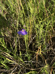 Utricularia beaugleholei