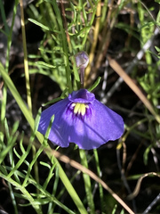 Utricularia beaugleholei