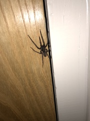 Segestria florentina