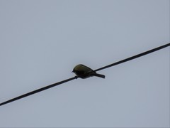 Parus major