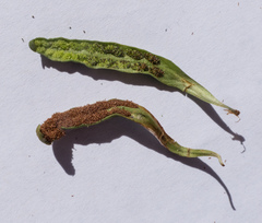 Notogrammitis angustifolia nothofageti