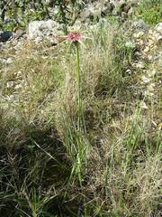 Tragopogon porrifolius porrifolius