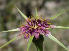 Tragopogon porrifolius porrifolius