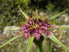 Tragopogon porrifolius porrifolius