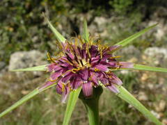 Tragopogon porrifolius porrifolius