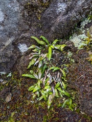 Notogrammitis angustifolia nothofageti