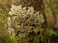 Leioderma pycnophorum