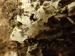 Leioderma pycnophorum