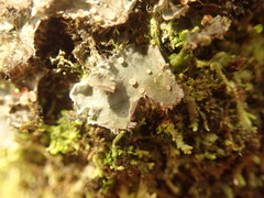 Leioderma pycnophorum