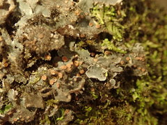 Leioderma pycnophorum