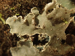 Leioderma pycnophorum