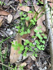 Adiantum atroviride