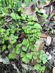 Adiantum atroviride