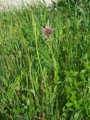 Tragopogon porrifolius porrifolius