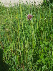 Tragopogon porrifolius porrifolius
