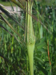 Tragopogon porrifolius porrifolius