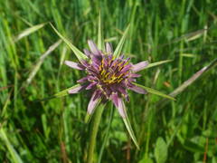Tragopogon porrifolius porrifolius