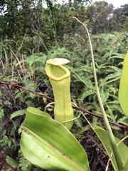 Nepenthes mirabilis